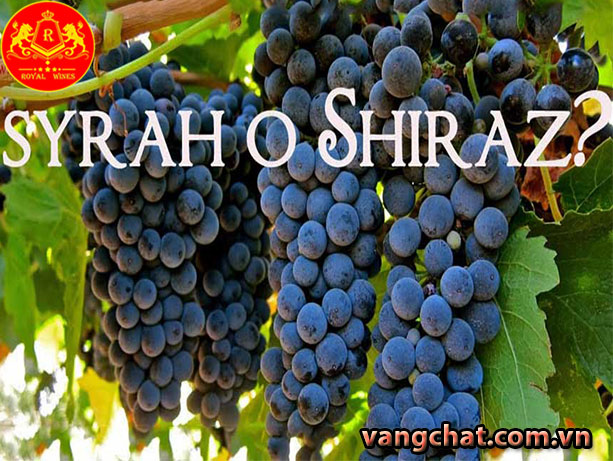 Giong Nho Shiraz
