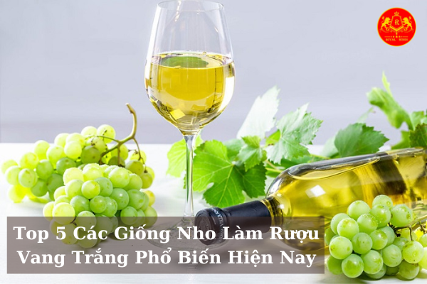 Top 5 Các Giống Nho Làm Rượu Vang Trắng Phổ Biến Hiện Nay