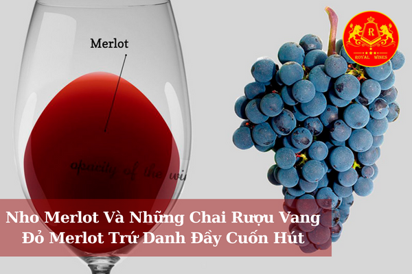 Nho Merlot Và Những Chai Rượu Vang Đỏ Merlot Trứ Danh Đầy Cuốn Hút