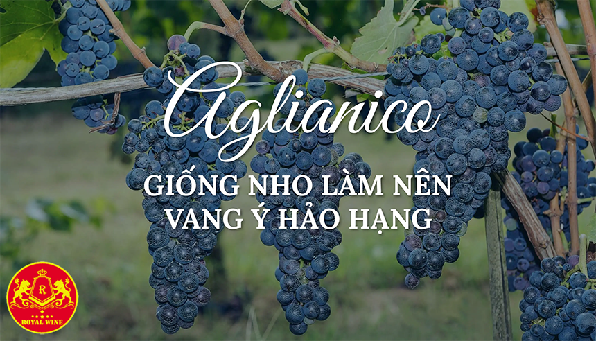 Nho Aglianico