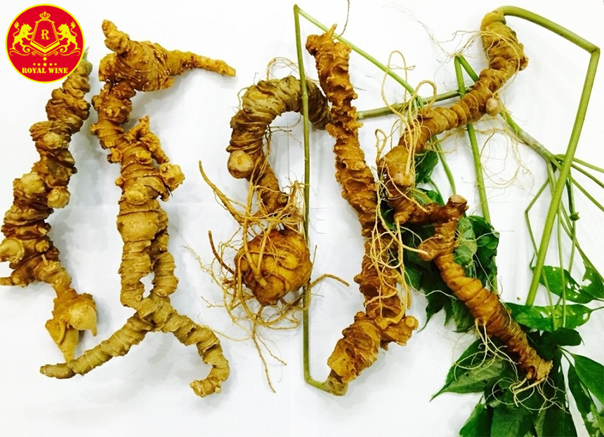 Quy trình ngâm rượu sâm Ngọc Linh