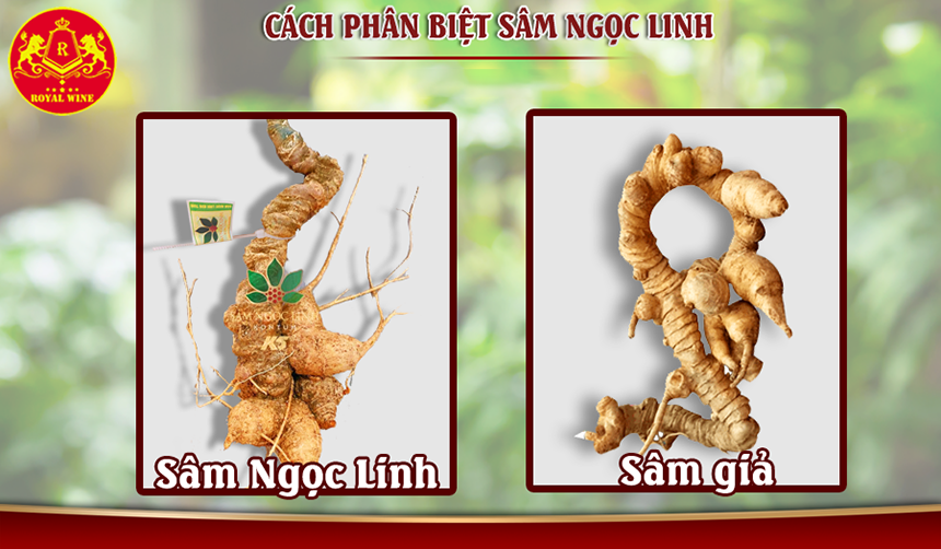 cach-nhan-biet-ruou-sam-ngoc-linh-that